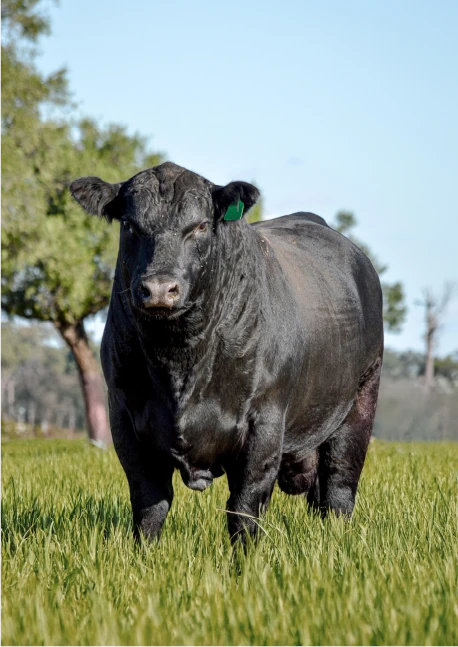 vaca mu