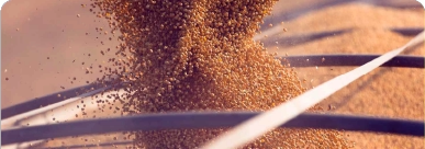 SAF Bulk