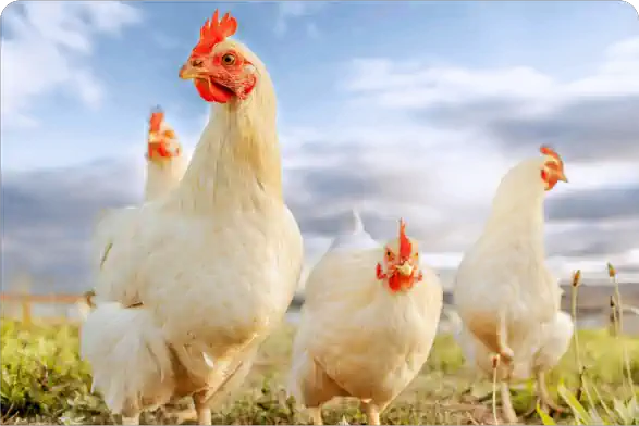 img poultry